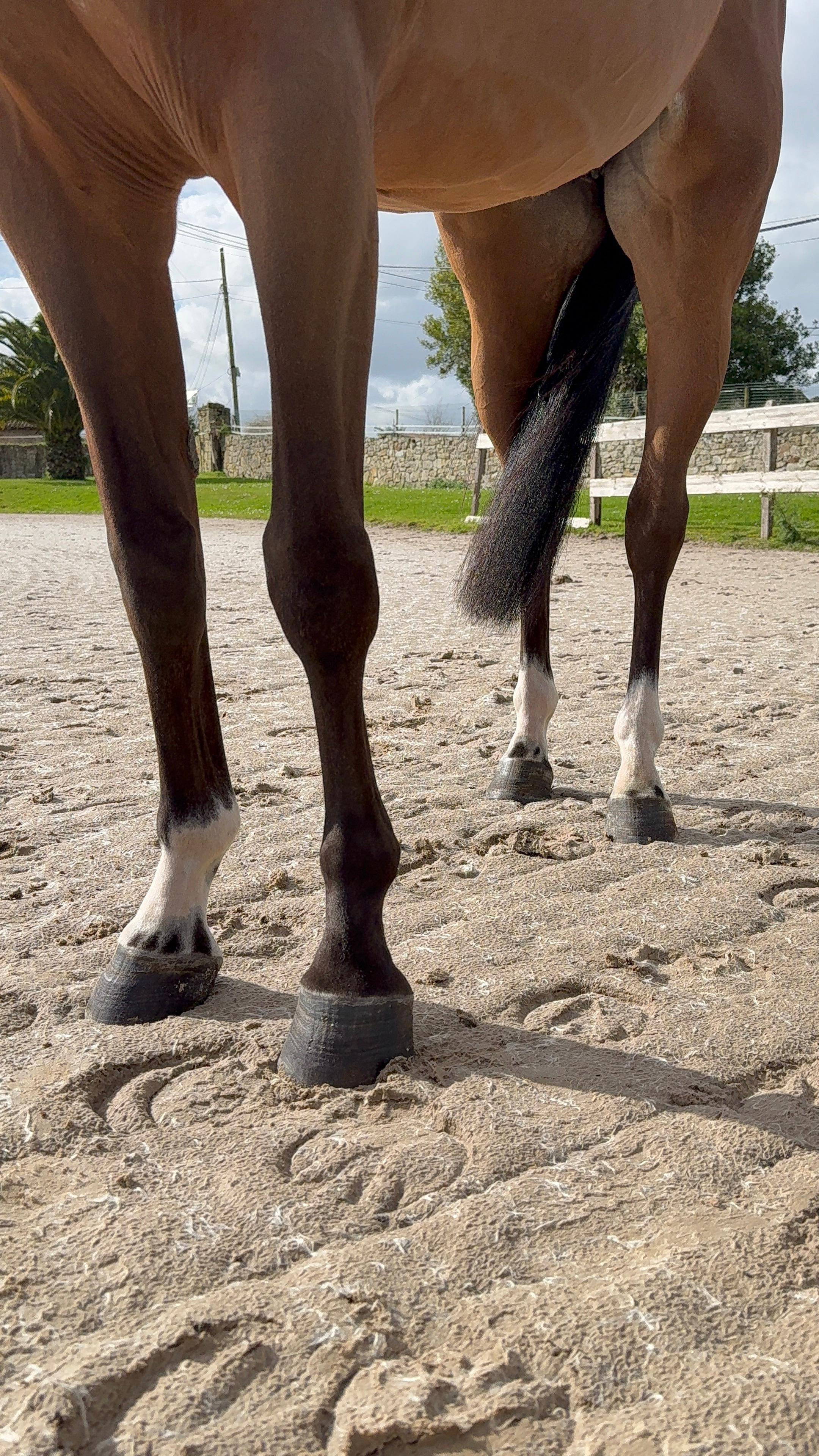 horse